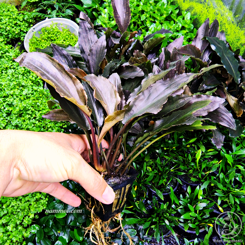 Cây tiêu thảo đỏ | cây thuỷ sinh đẹp - dễ chăm sóc