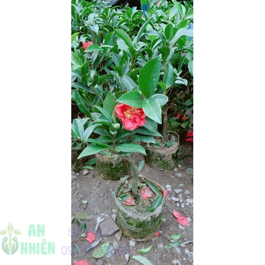 Cây hoa trà my hoa đỏ size nhỏ