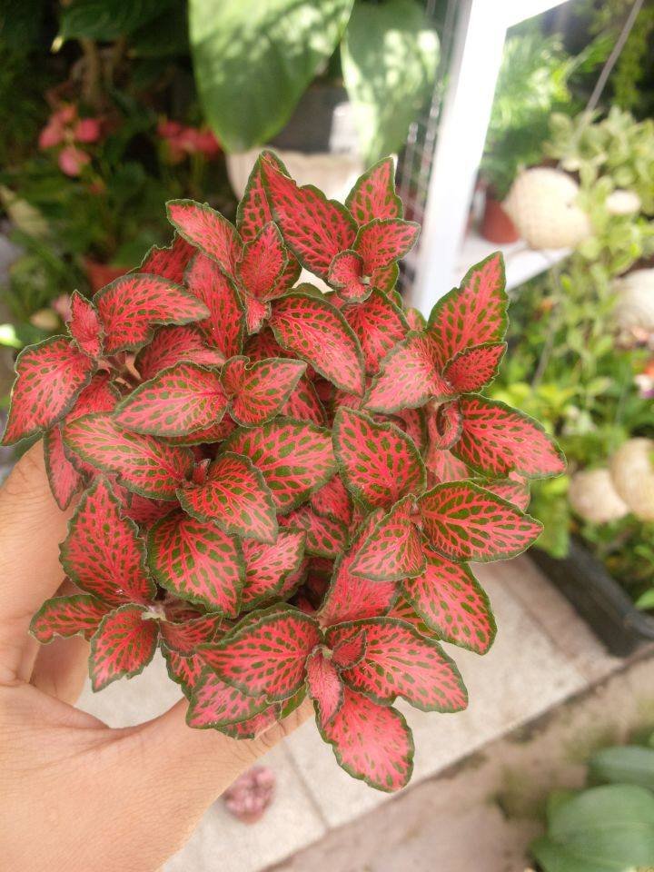 Cây cẩm nhung , cỏ may mắn màu đỏ