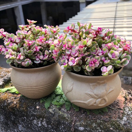 CÂY SEN ĐÁ NGỌC BÍCH ĐỎ, CÂY NGỌC BÍCH ĐỎ - CÂY SEN DOLA HỒNG - CSDNBDSDLH