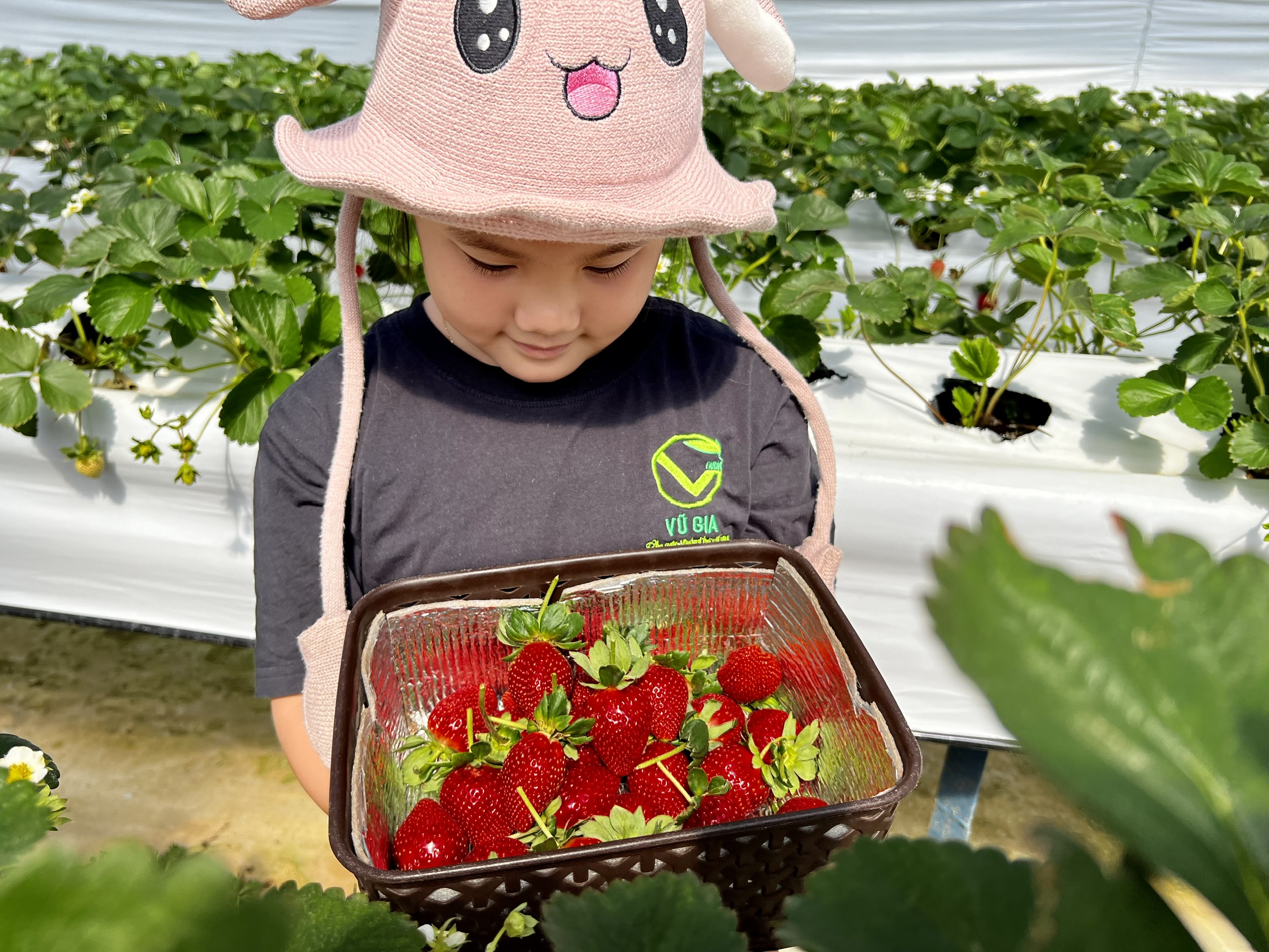 VG FARM Dâu Nhật Sky Đà Lạt Size 36 (200G/500G/1KG)