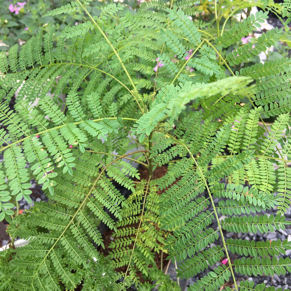 Cây giống hoa Phượng Tím - Jacaranda mimosifolia