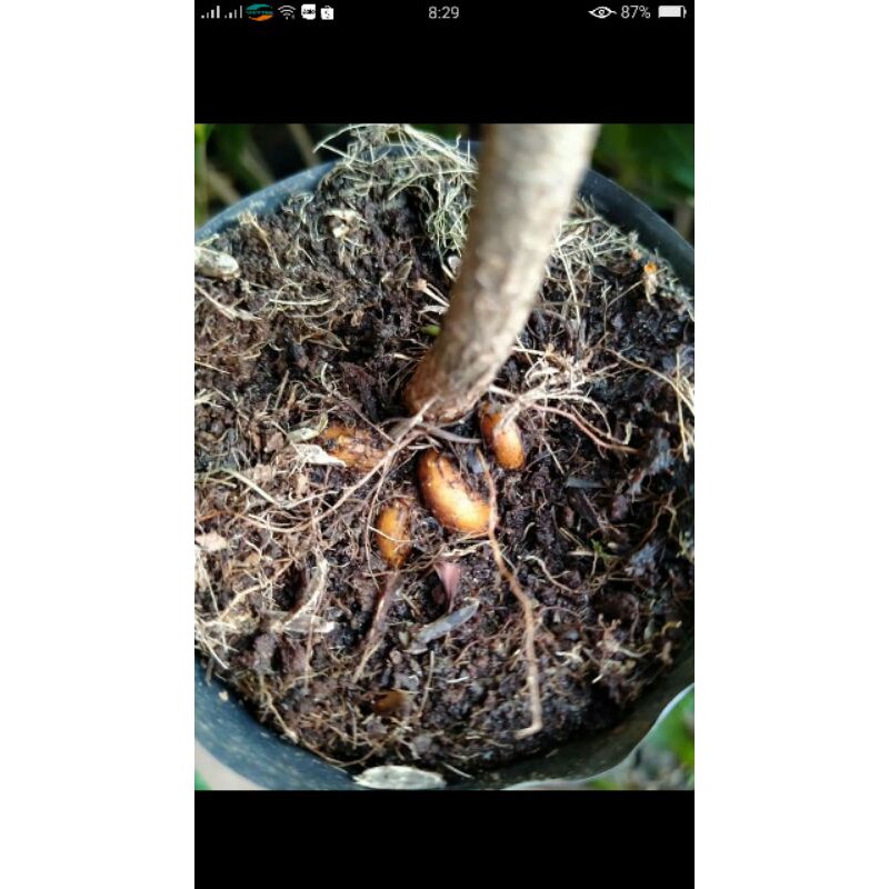 5 Cây Mai Con Gốc Quấn rất quái