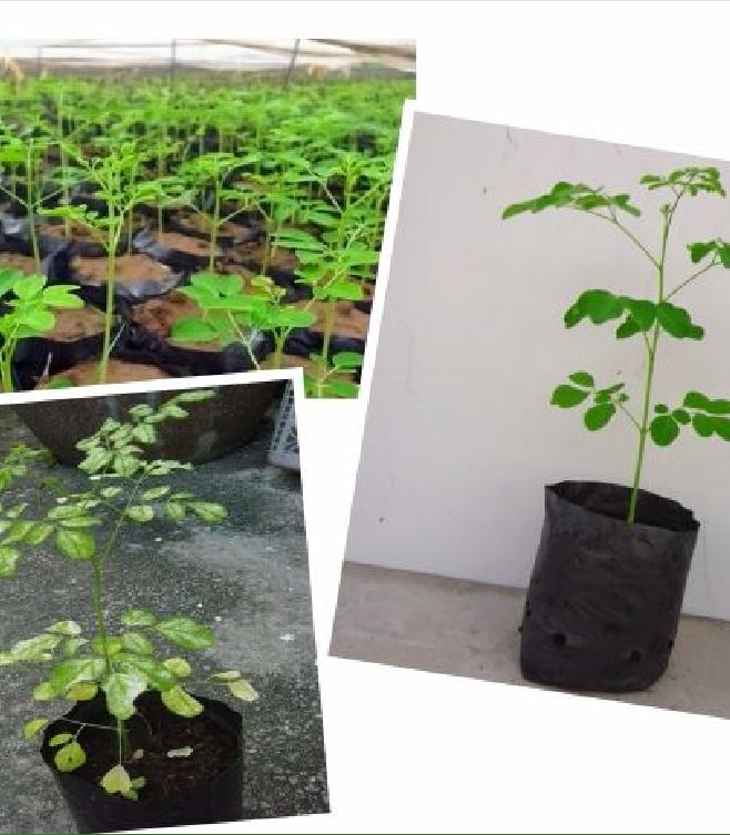 Hạt Giống Cây Chùm Ngây  - 1 gói 20 hạt