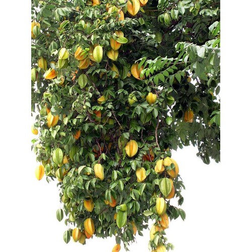 Cây khế chua + tặng ( 0,5kg) phân thỏ hữu cơ