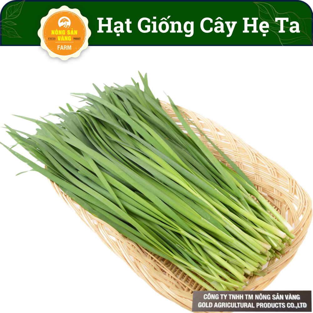 Vegetable seeds chives TA germination rate high, growth and development, high yield (Package 1 gram)-shallow gold