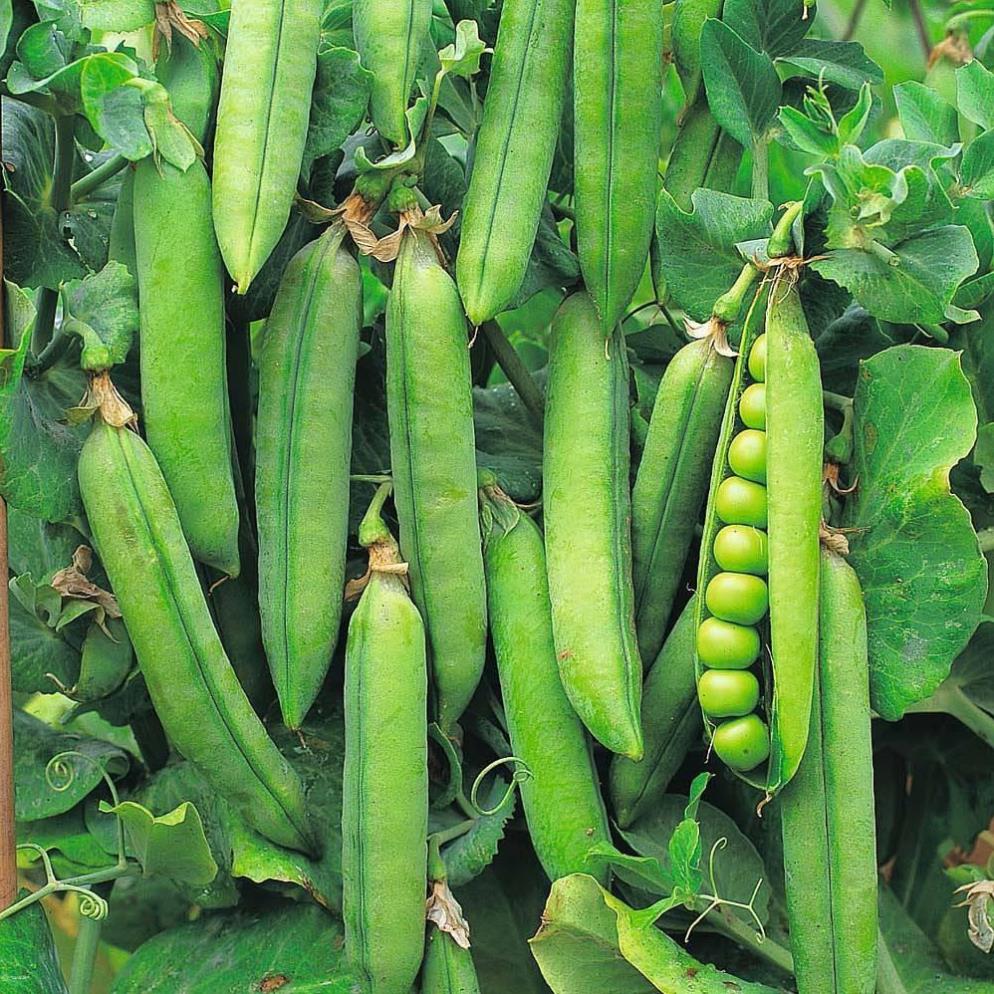 Hạt giống đậu hà lan - gói 20 gram