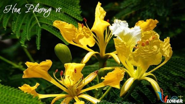 Cây giống phượng vĩ hoa vàng
