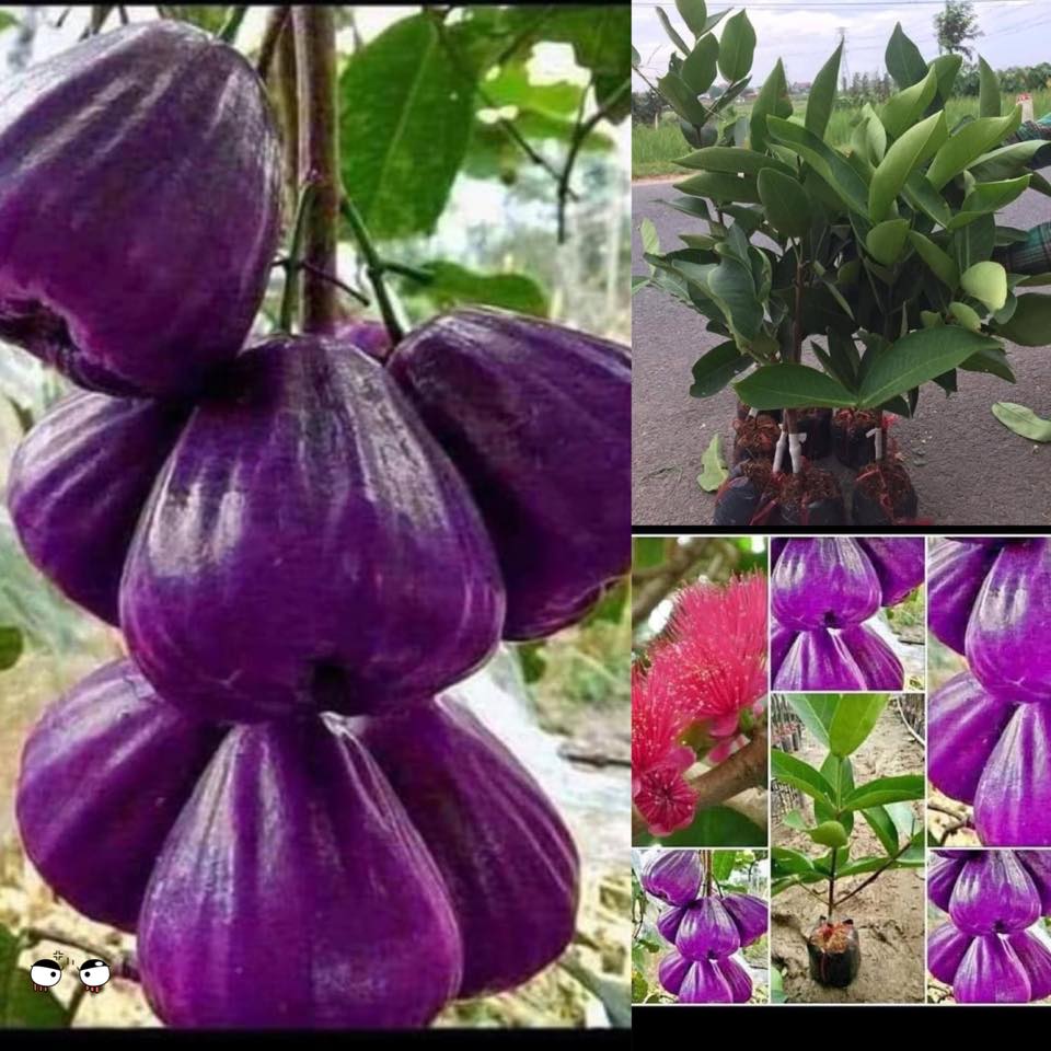 CÂY GIỐNG MẬN ROI TÍM [ BẦU TO, trồng 7 - 8 THÁNG THU HOẠCH ]