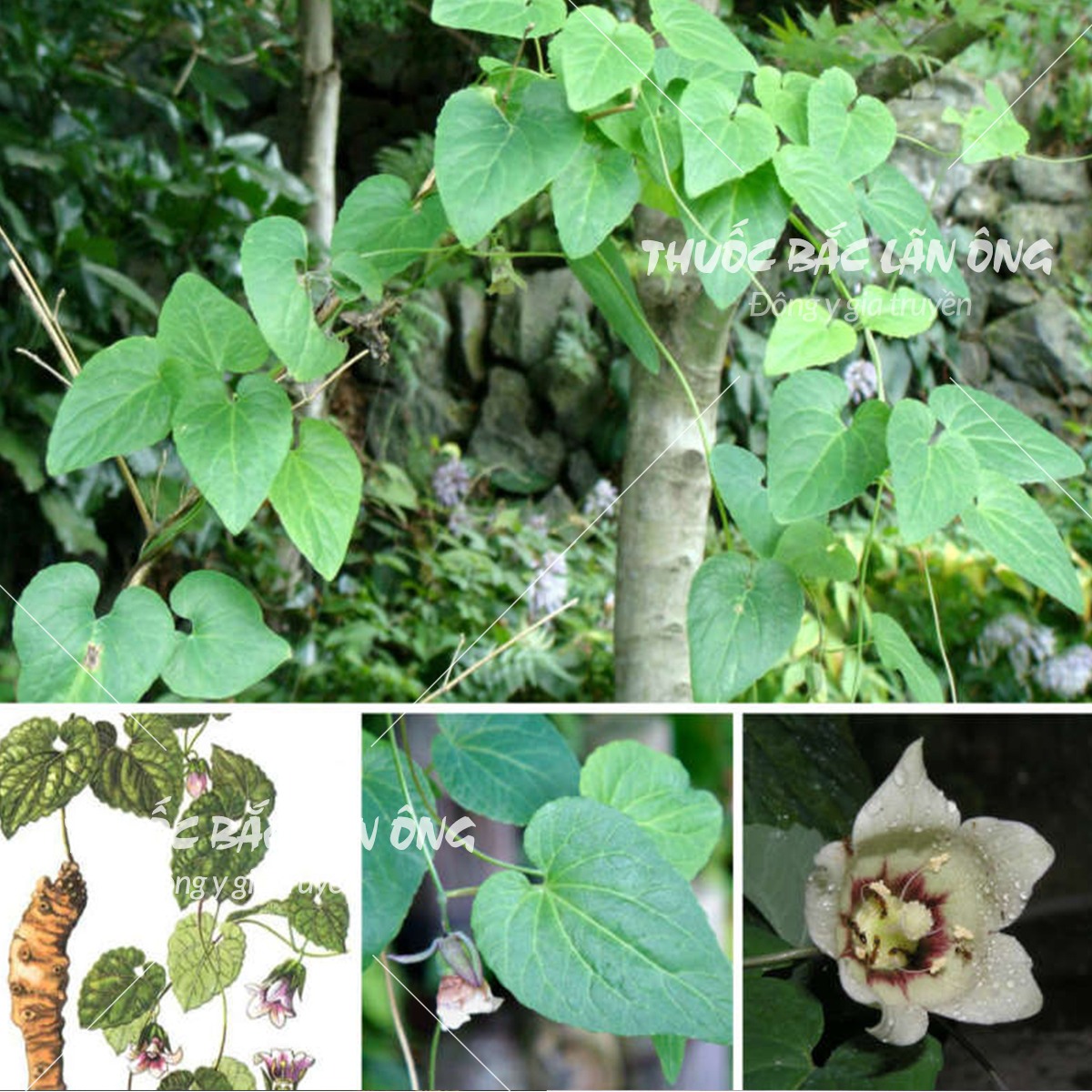 Phòng đẳng sâm 100g, cọng to, thơm, già - Lãn Ông