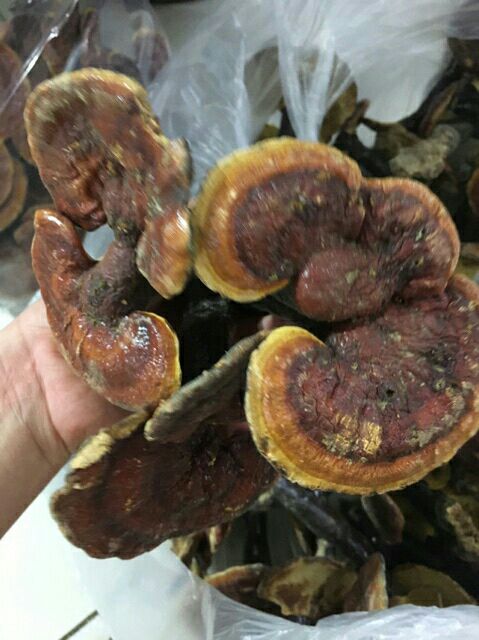 1kg nấm lim xanh rừng tự nhiên