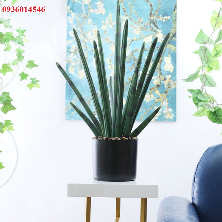 cây nanh heo - Cây ngàà voii (Size 60-70cm)