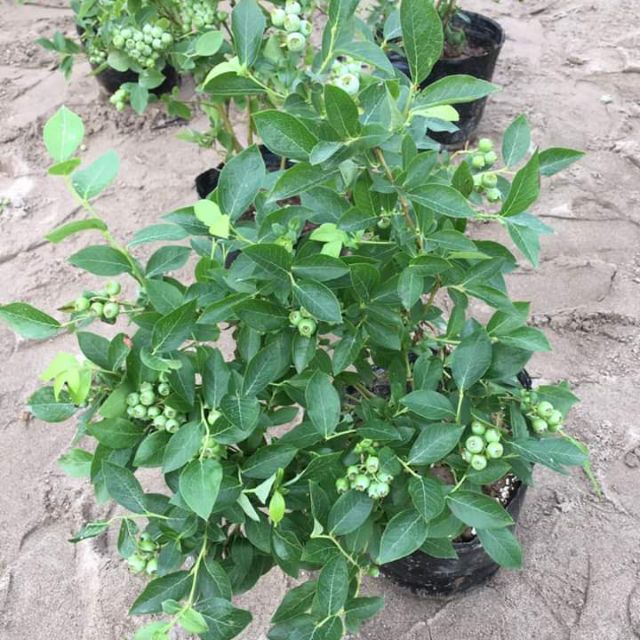 [ Xả - Cắt Lỗ ] Cây Việt Quất Tứ Quý Siêu Quả ( Cây Đang Có Quả)