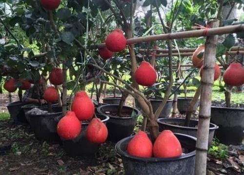 Cây giống BƯỞI ĐỎ LUẬN VĂN