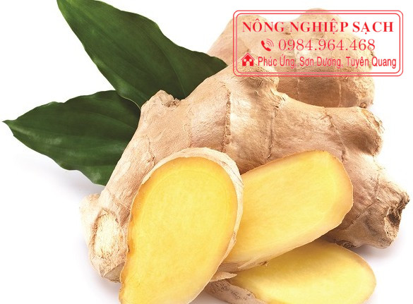 1 kg củ gừng tươi