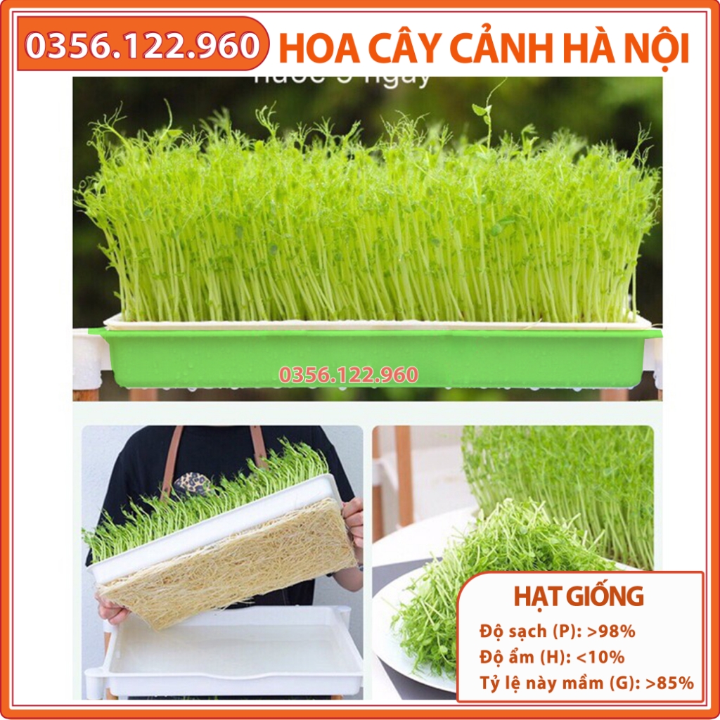 gói 1kg Hạt rau mầm đậu hà lan giàu dinh dưỡng, dễ trồng chăm sóc đơn giản, nhanh thu hoạch