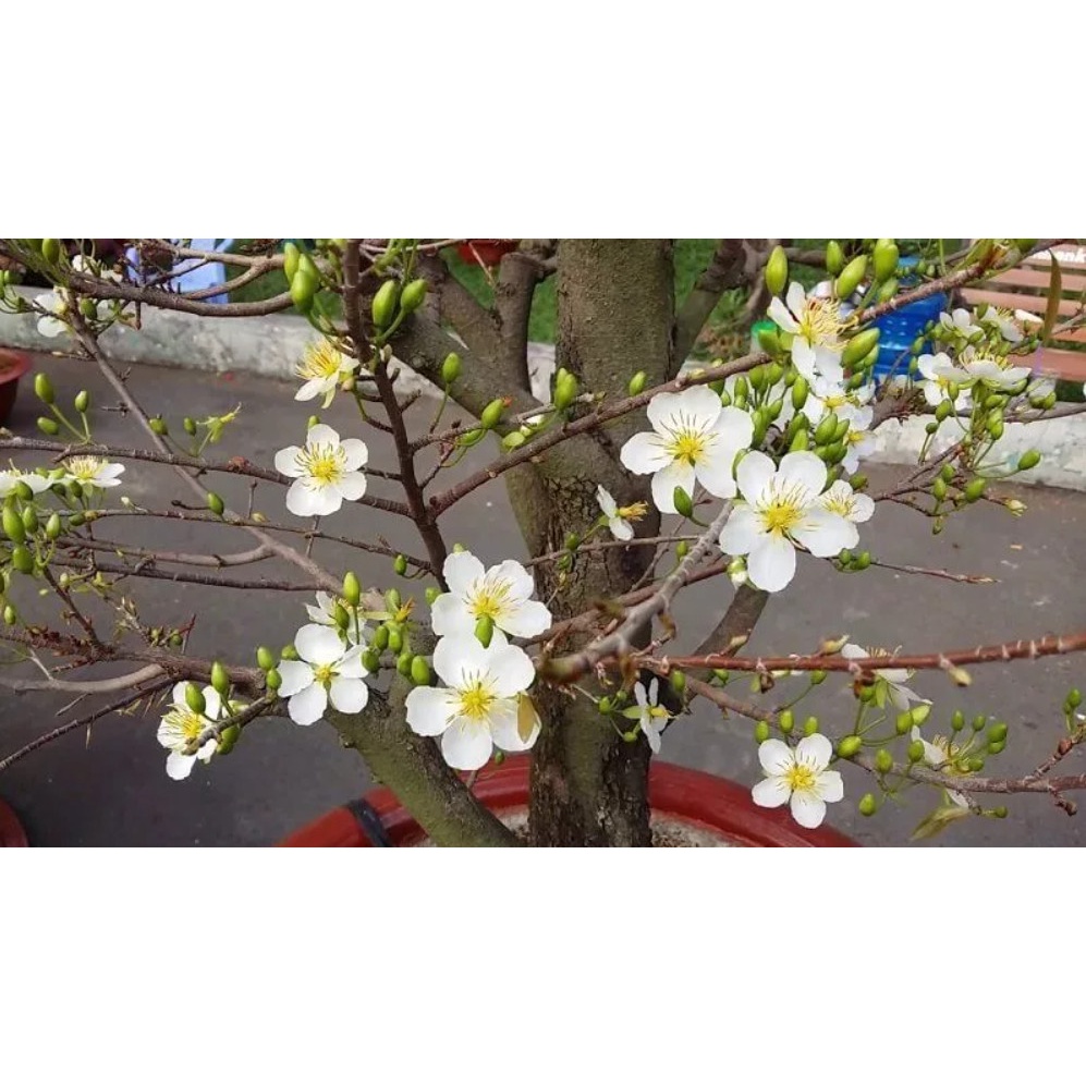 CÂY GIỐNG BẠCH MAI