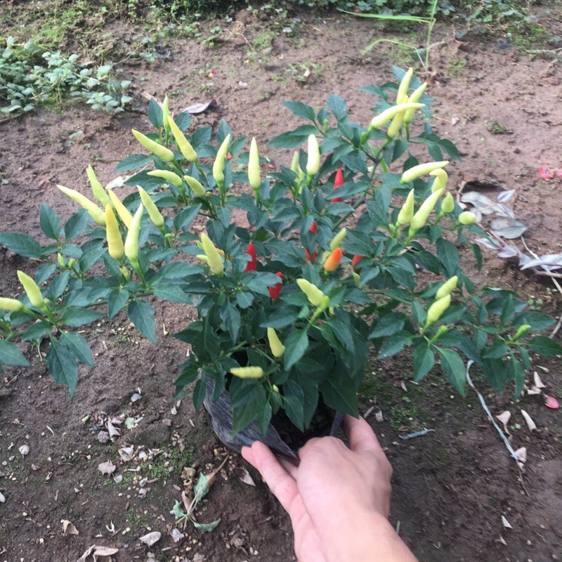 Cây Ớt Cảnh, Ớt Chỉ Thiên (Cây đã có hoa và quả)