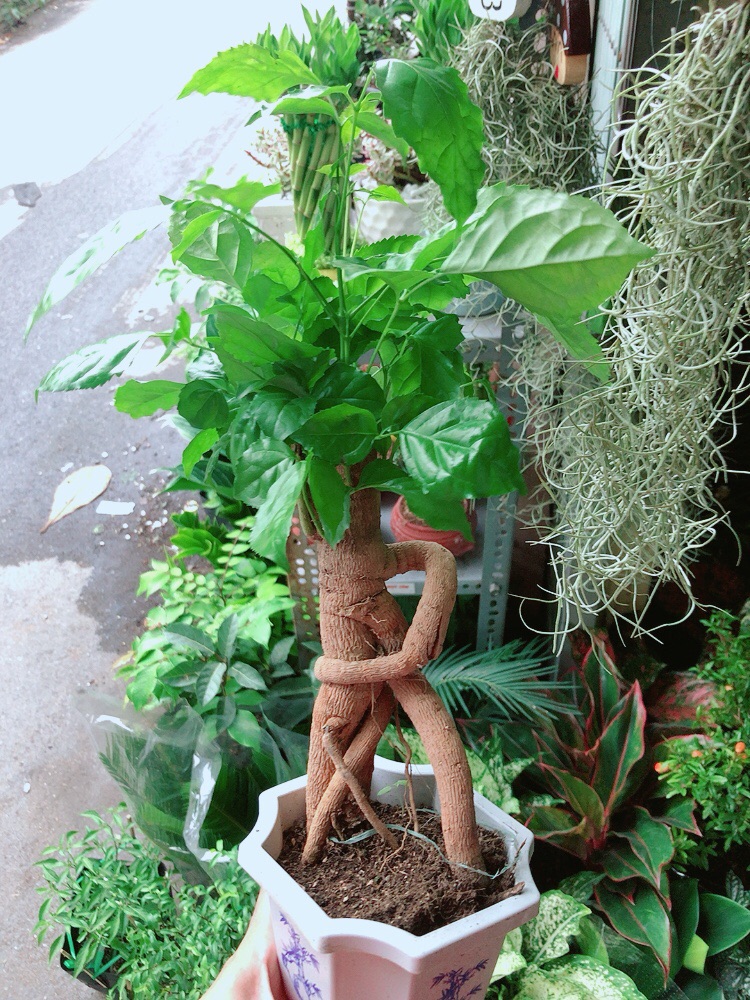 Chậu Cây Hạnh Phúc Bonsai