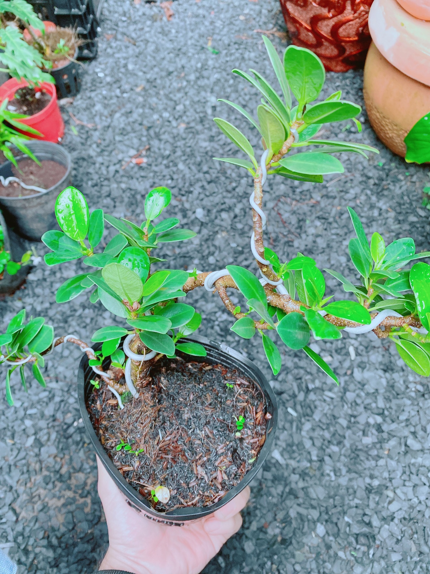 Cây Da Nhật Bonsai