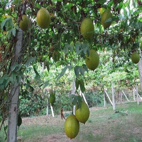 Combo 2 Cây giống gấc siêu trái - 556