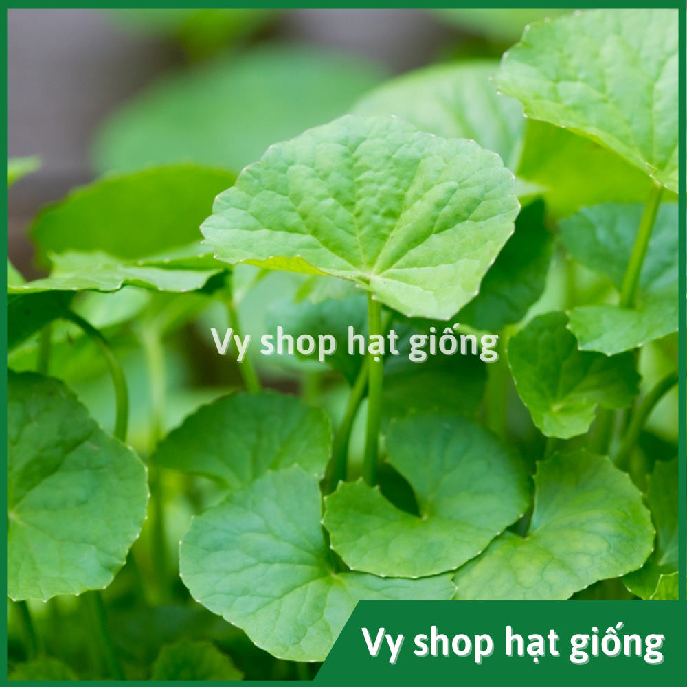 Hạt giống rau má Thái Lan gói 500 hạt