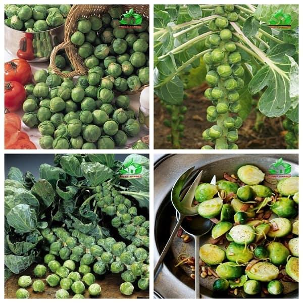 [Sale  off] Hạt giống rau bắp cải tí hon xanh