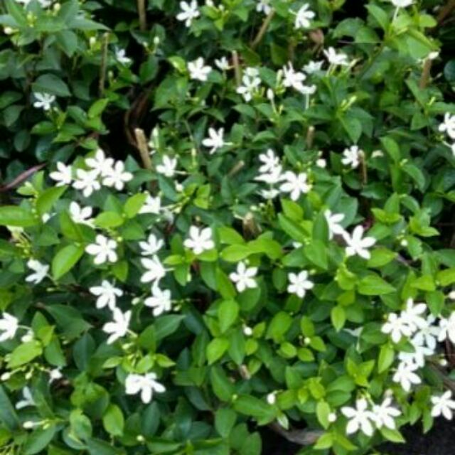 Com bo 2 chậu Cây mai chỉ thiên