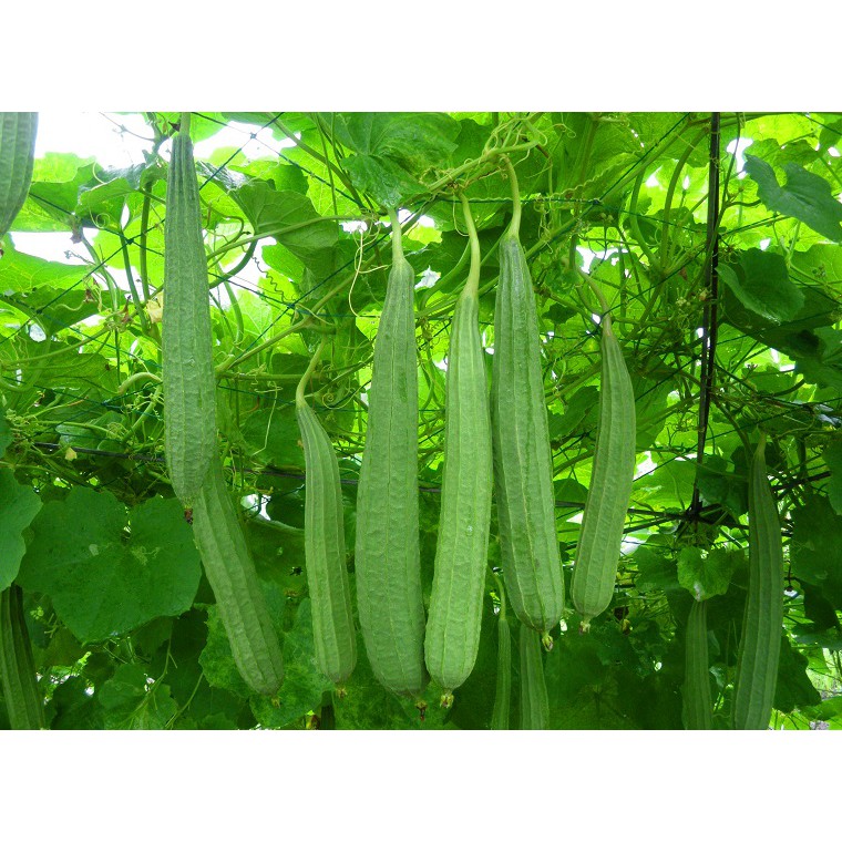 Hạt giống mướp khía thái lan-gói 10 hạt