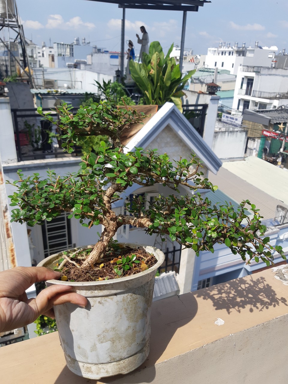 cây sam trái (sam núi) bonsai già
