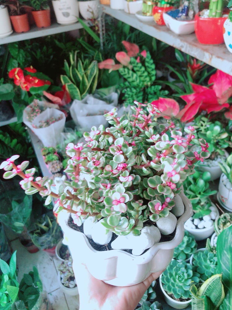 Chậu Cây Cành Vàng Lá Ngọc Thân Cổ Thụ