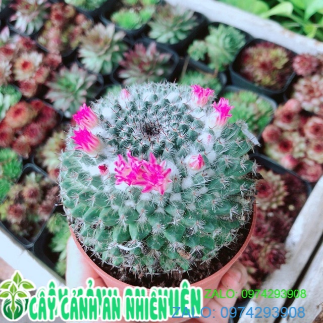 Cây Xương Rồng Nở Bông