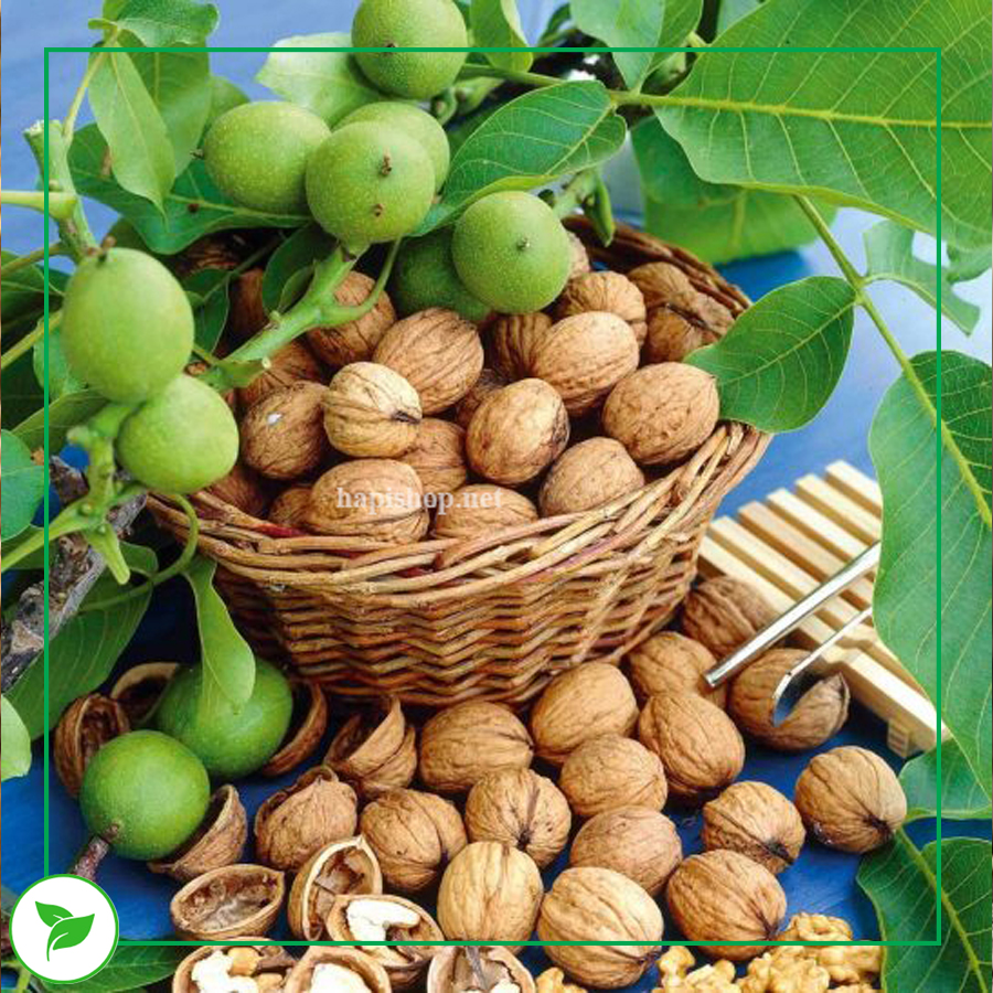 Nhân Óc Chó Vàng Mỹ Nhập Khẩu 100% - 100g