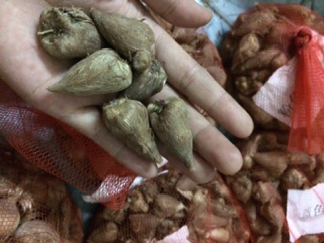 Combo 5 củ nghệ Tây, 5 củ lan nam phi