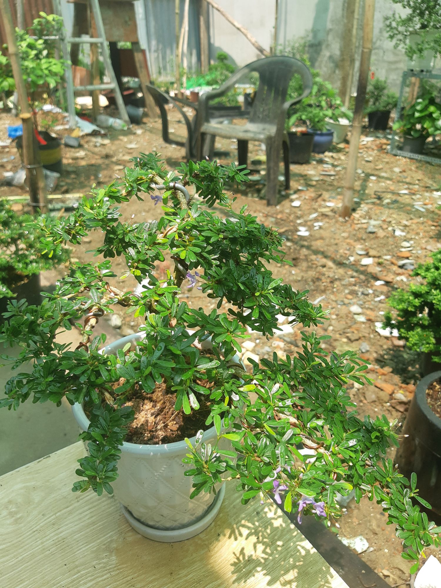 linh sam bonsai chậu đẹp