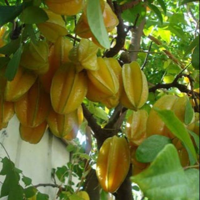 (GIÁ SỐC) Cây KHẾ CHUA ghép, siêu quả