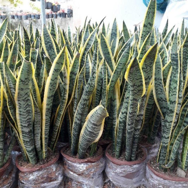 Lưỡi hổ