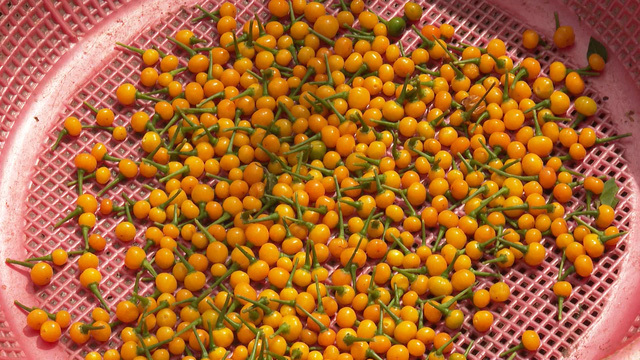 hạt gióng ớt (ớt charapita)