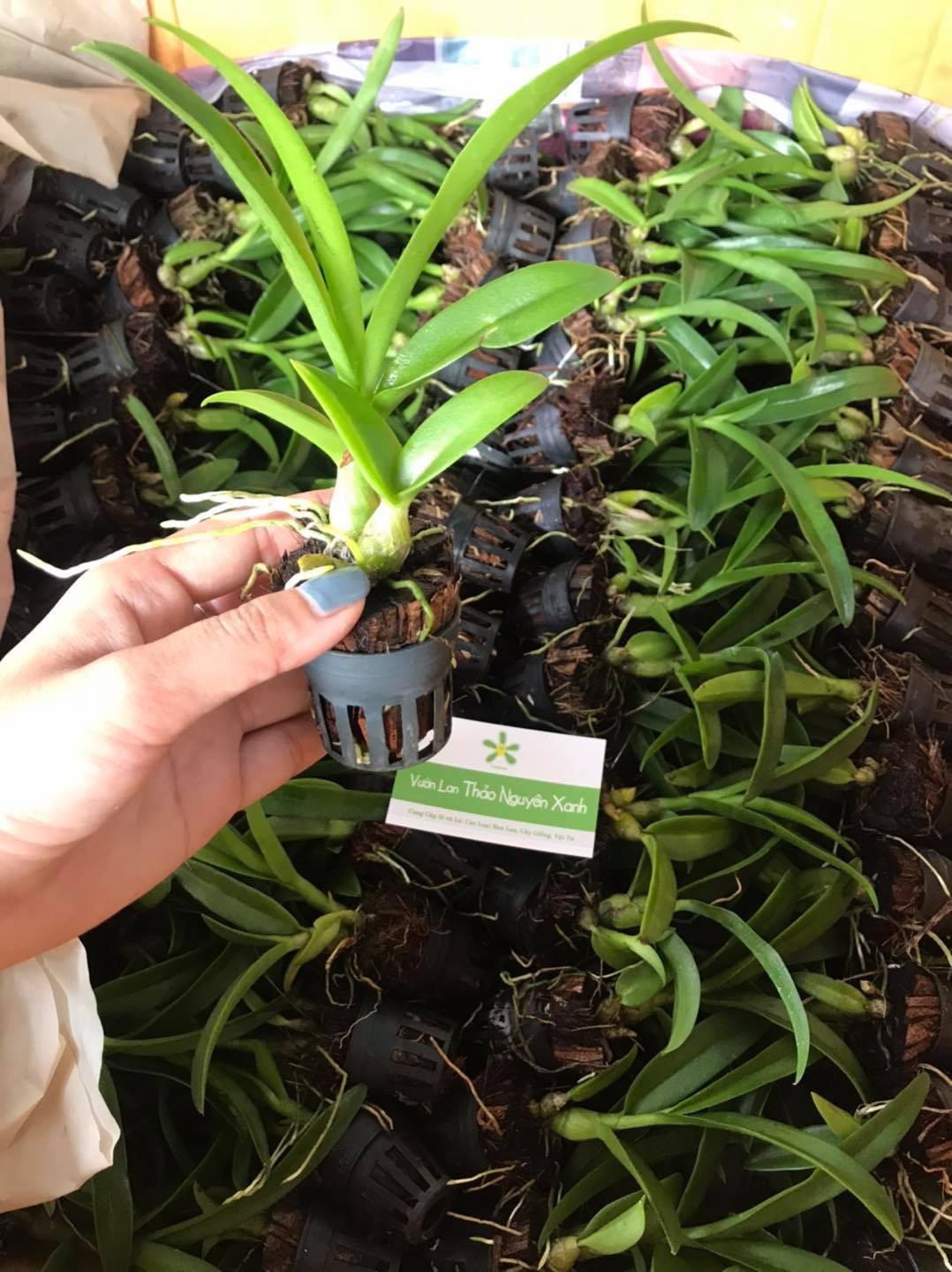 [HCM]Dendro nắng thơm Banana - cây giống