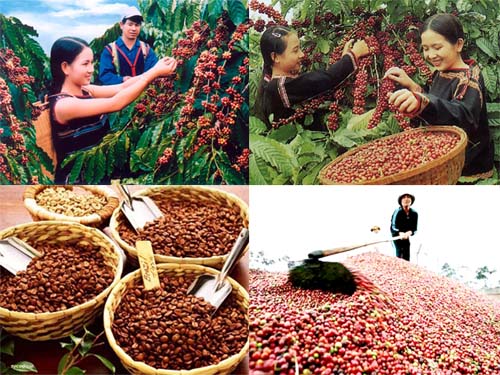 [ĐẶC BIỆT] 500gr CÀ PHÊ NGUYÊN CHẤT THƯỢNG HẠNG RANG XAY