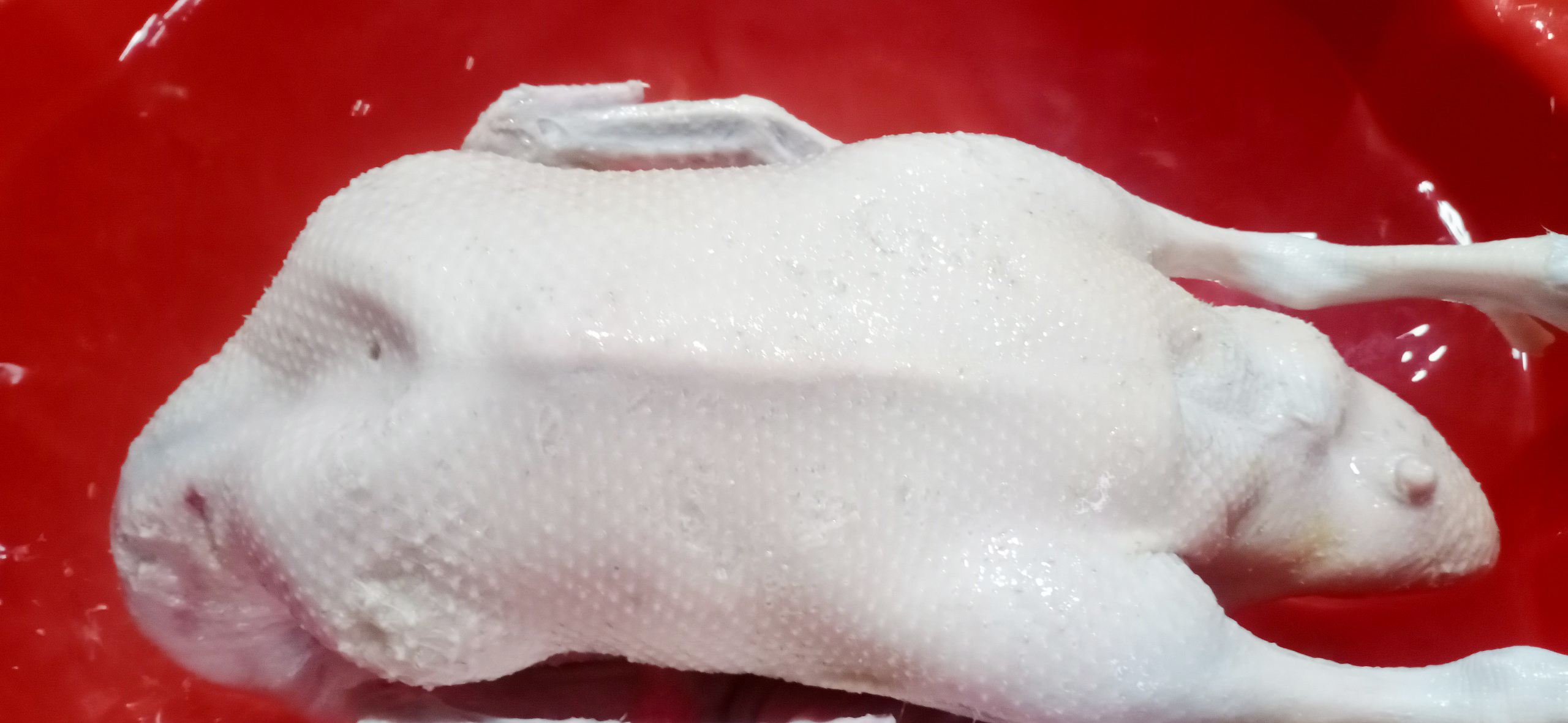 Máy nhổ lông vịt