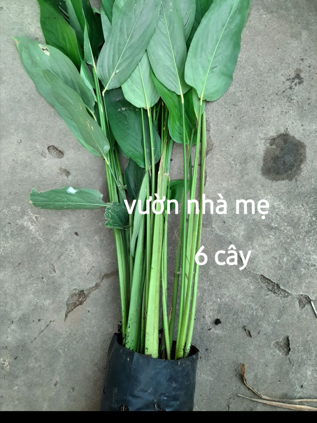 cây giống củ bình tinh ( lùn dài) để trồng lấy củ