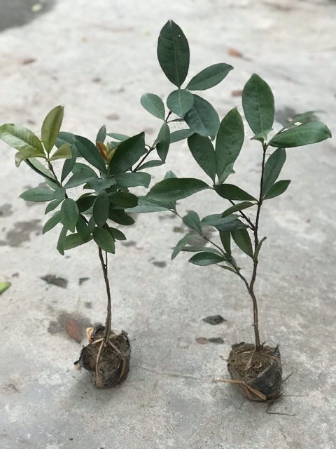 Cây Giống Cherry Brazil