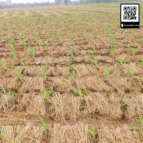 Hạt giống ngô ngọt - Gói 5gr