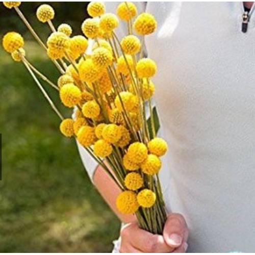 Gói 20  hạt giống hoa Cúc Nút Áo Vàng