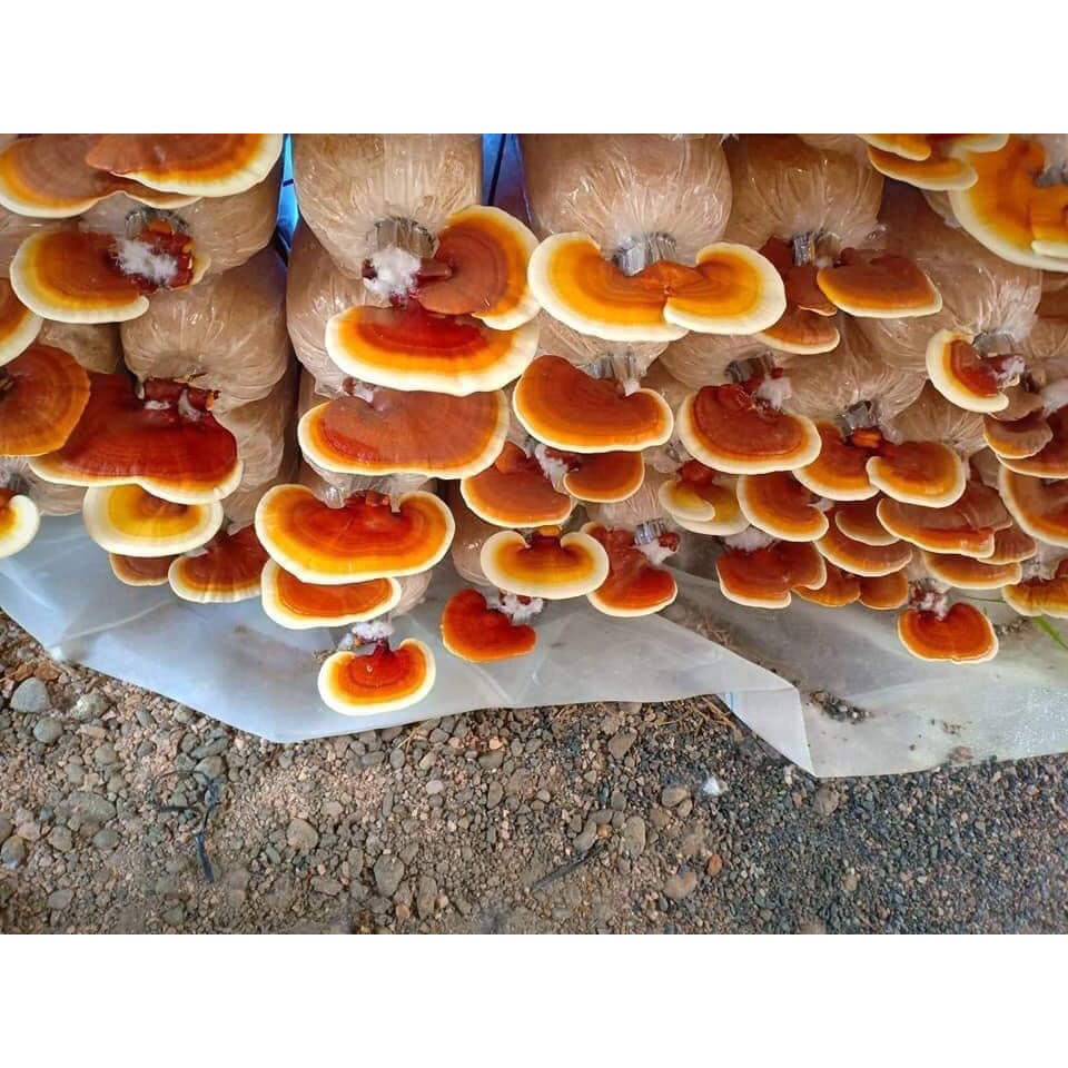 Phôi nấm Linh chi (01 kiện 10 bịch phôi)