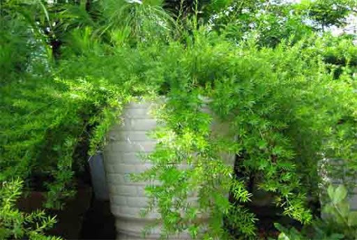 [Cây phong thủy] Thiên Môn Đông - CayGiongTot