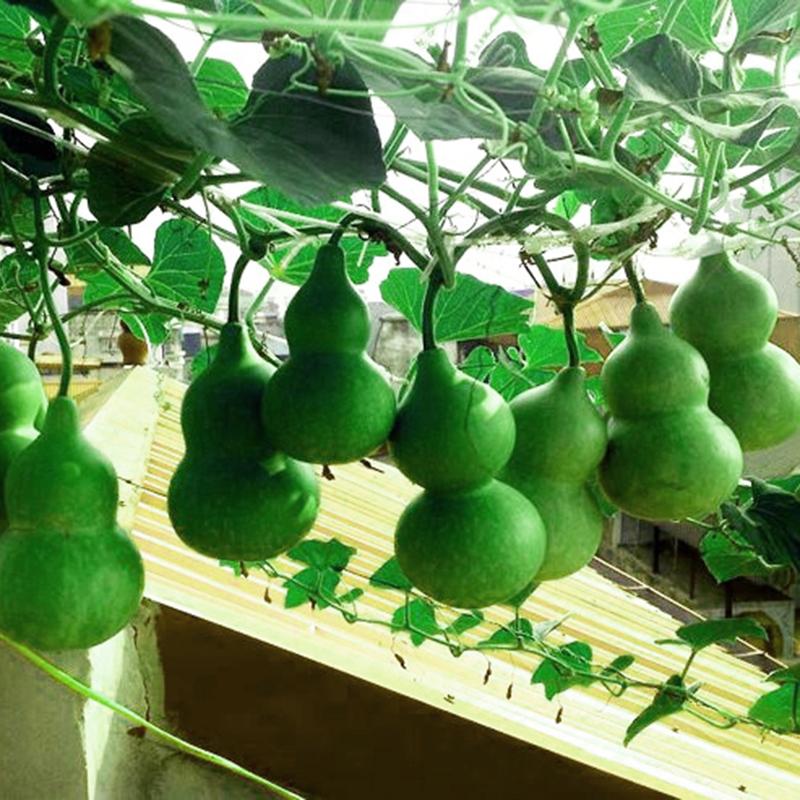 Hạt Giống Bầu Hồ Lô Quả To - 10 Hạt