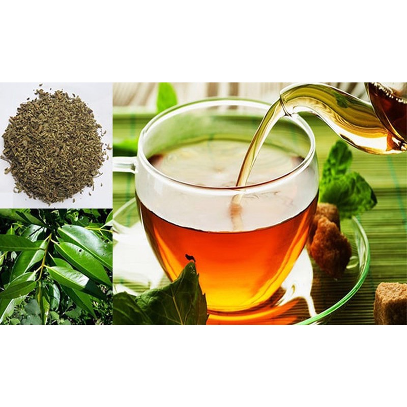 Cây lá vối nếp giống
