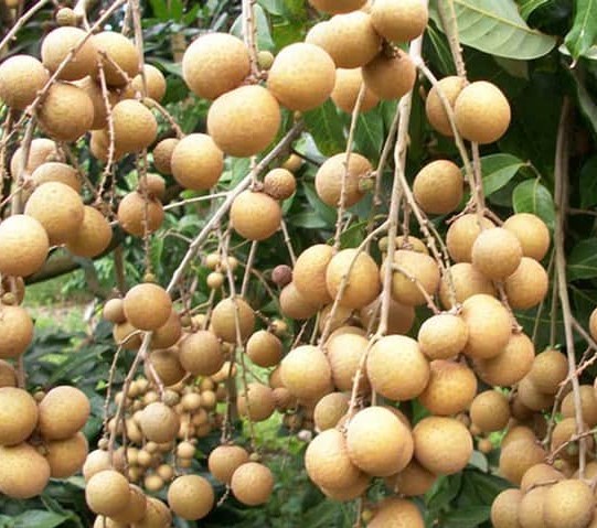 Cây giống Nhãn Xuồng Cơm Vàng siêu trái.